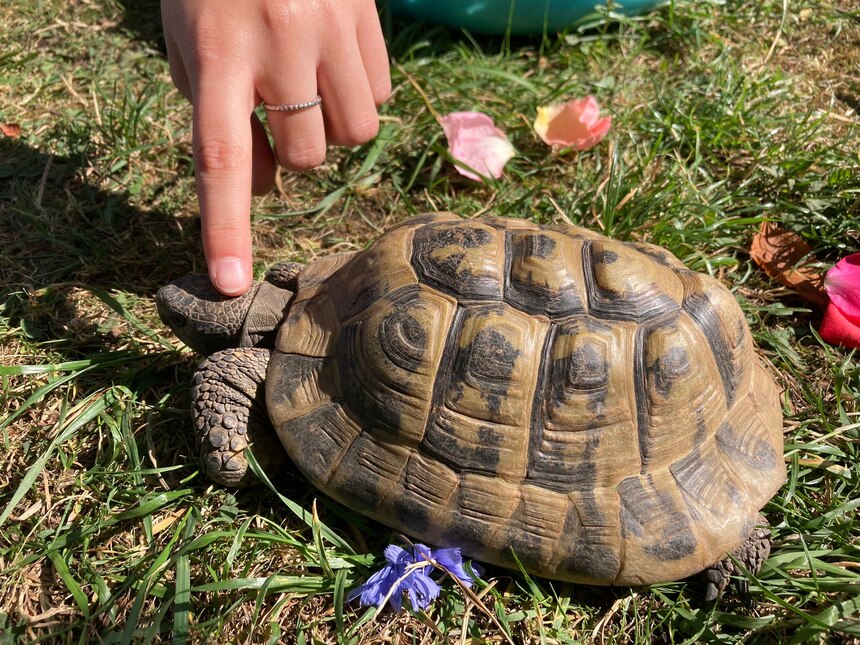 Schildkröte